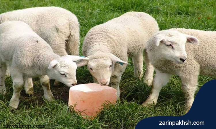 پیشگیری از کوکسیدیوز در گوسفند چگونه است؟