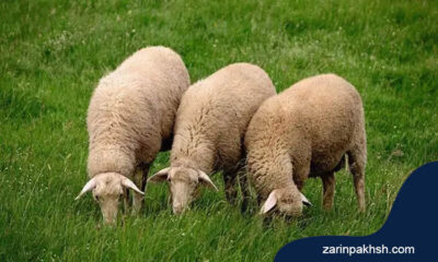 چگونگی تشخیص سلامت گوسفند