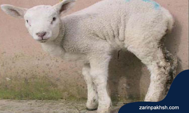 کوکسیدیوز در گوسفند